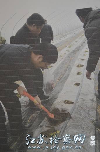 06--农技人员对受害香瓜苗进行取样检测.jpg