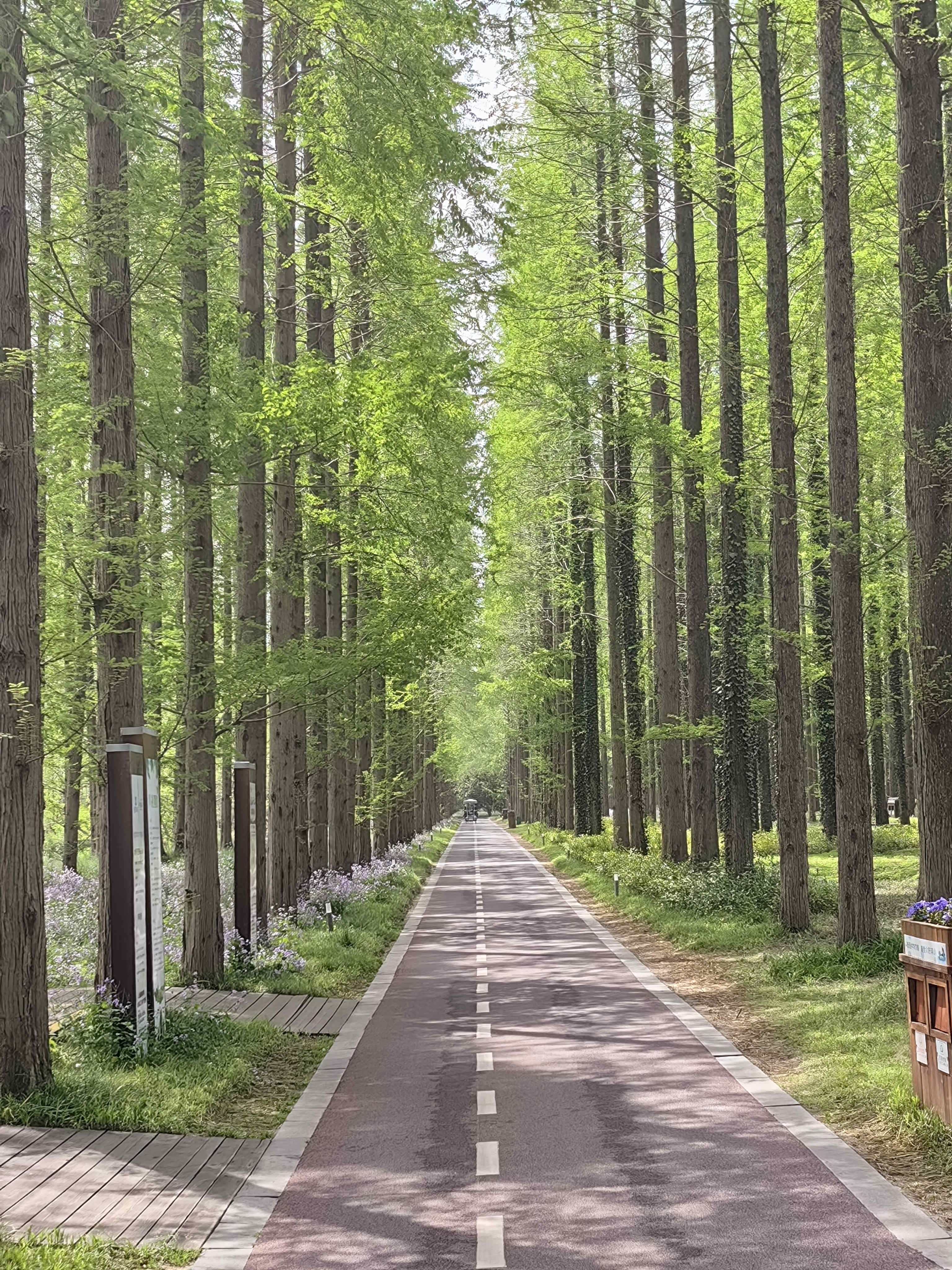 林中小路_江苏检察网